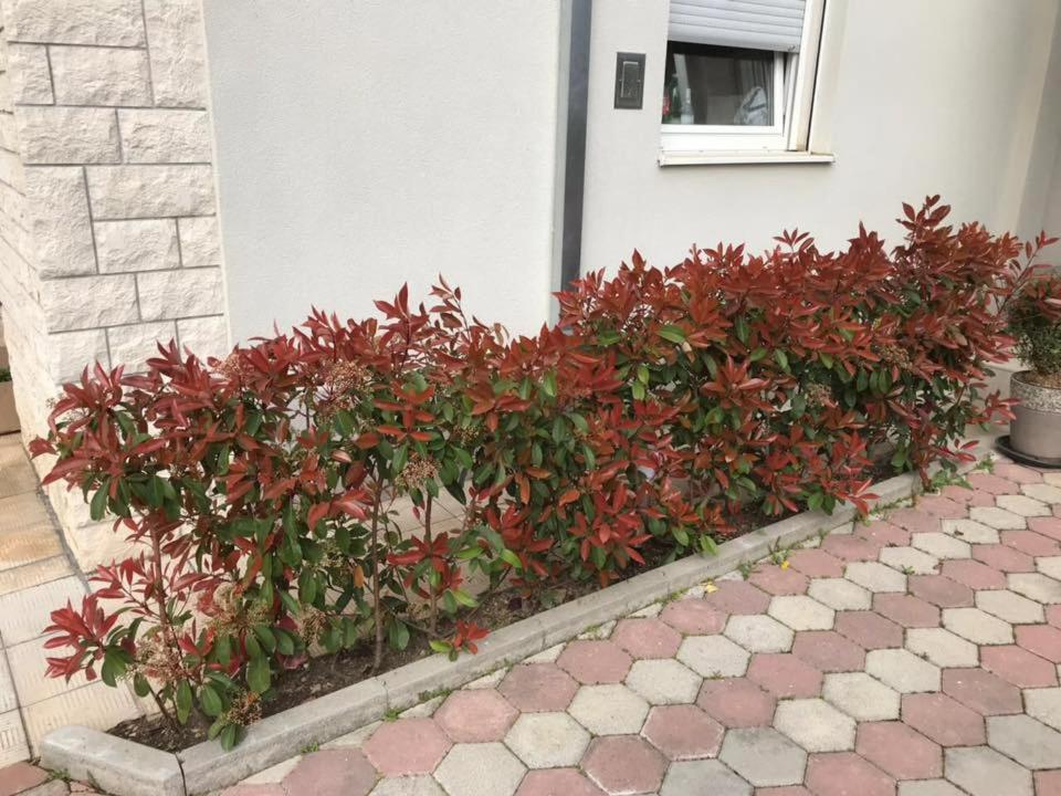Apartmani Mane トロギール エクステリア 写真